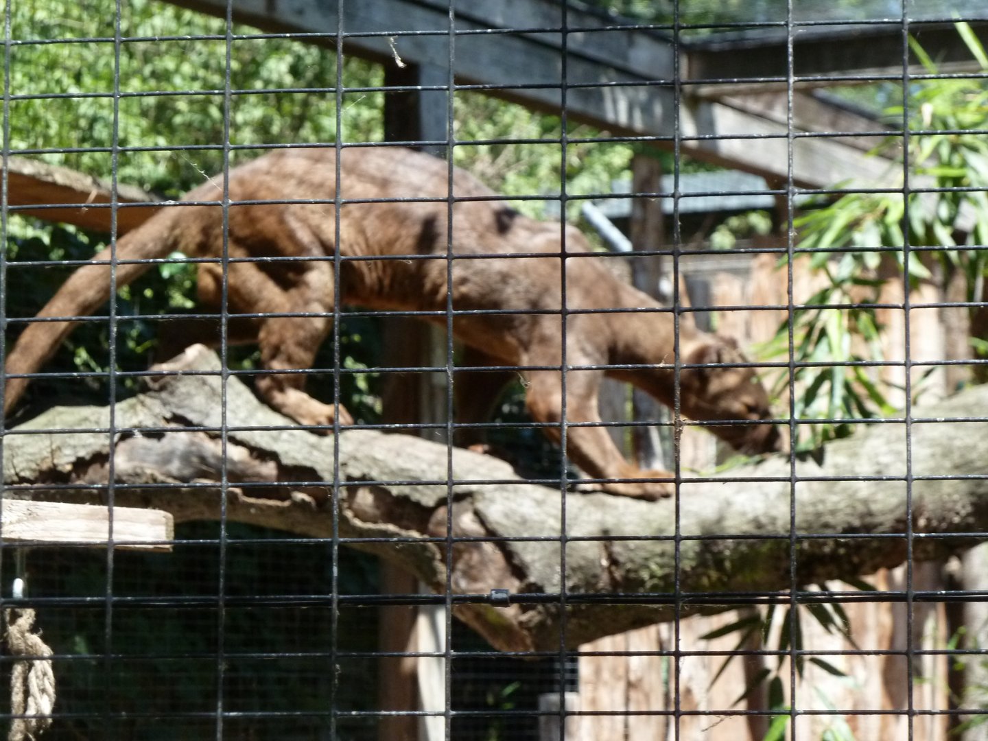 Fossa
