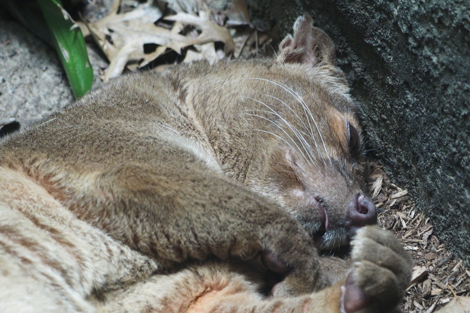 Fossa
