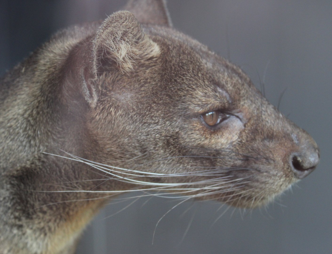 Fossa