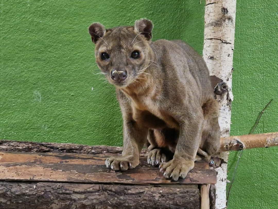 Fossa