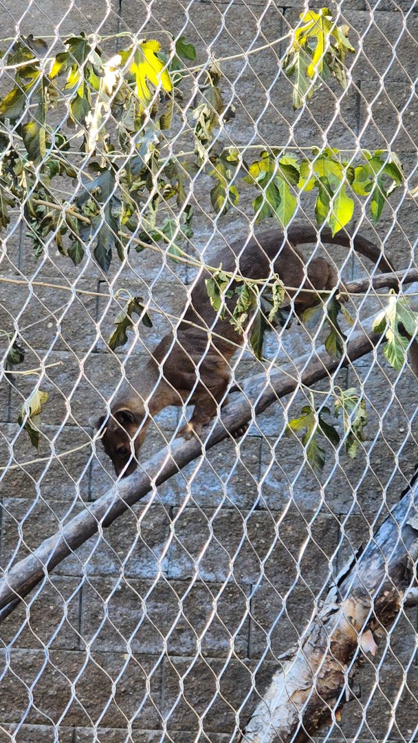 Fossa