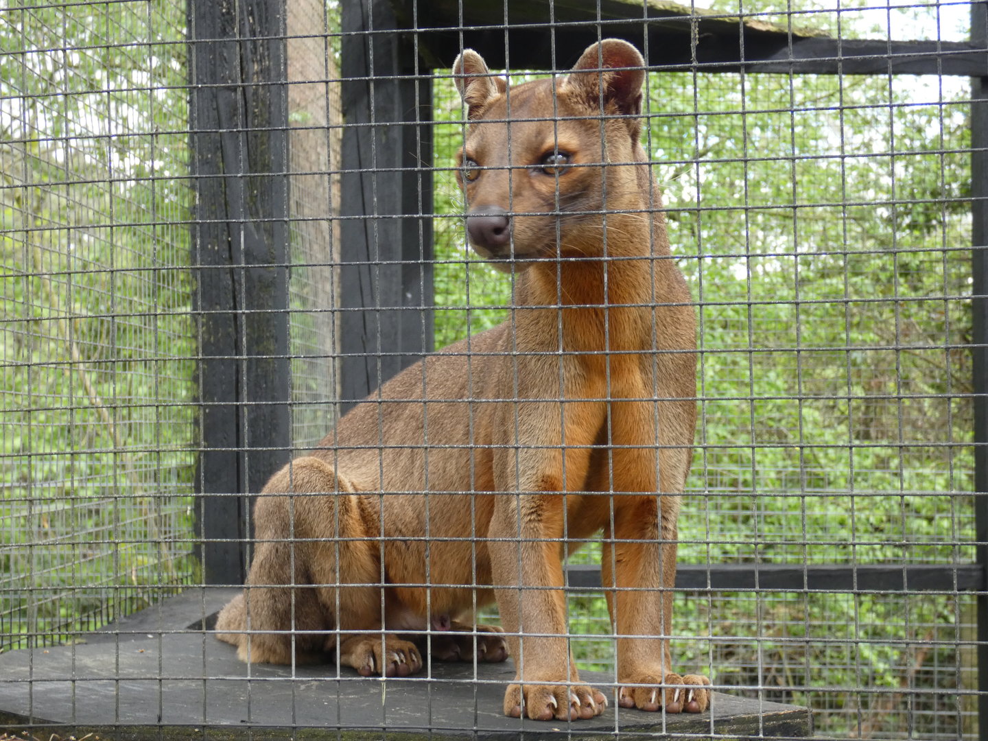 Fossa