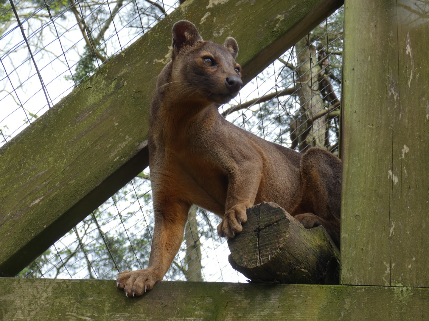Fossa
