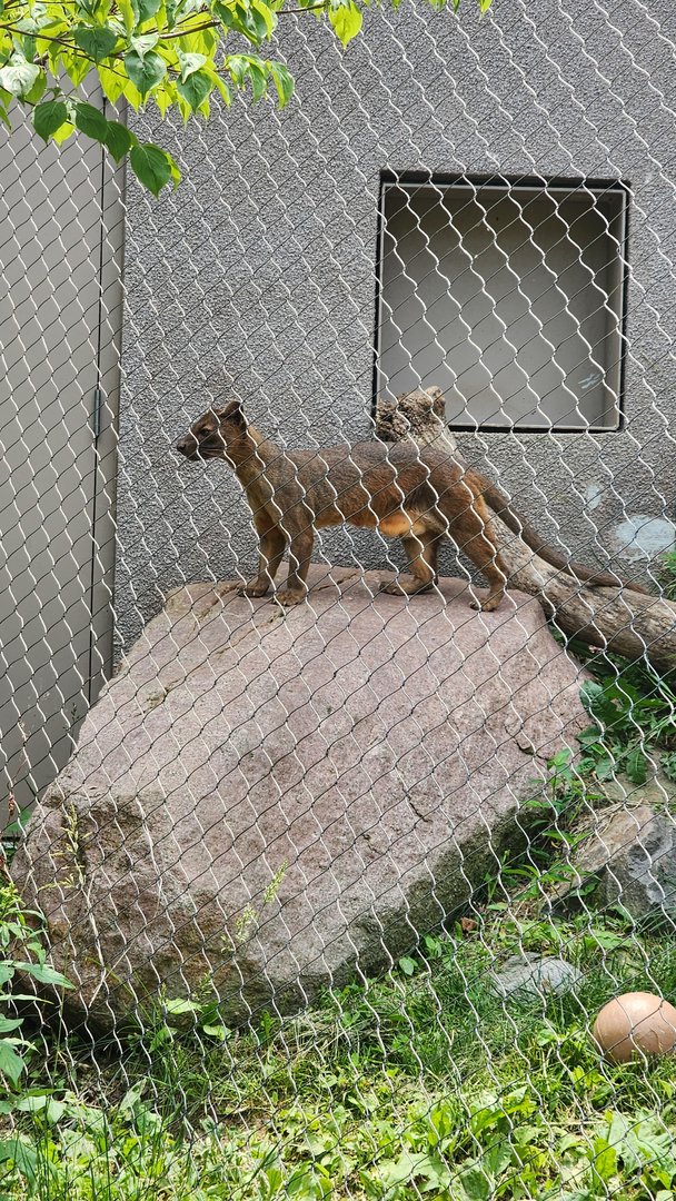 Fossa
