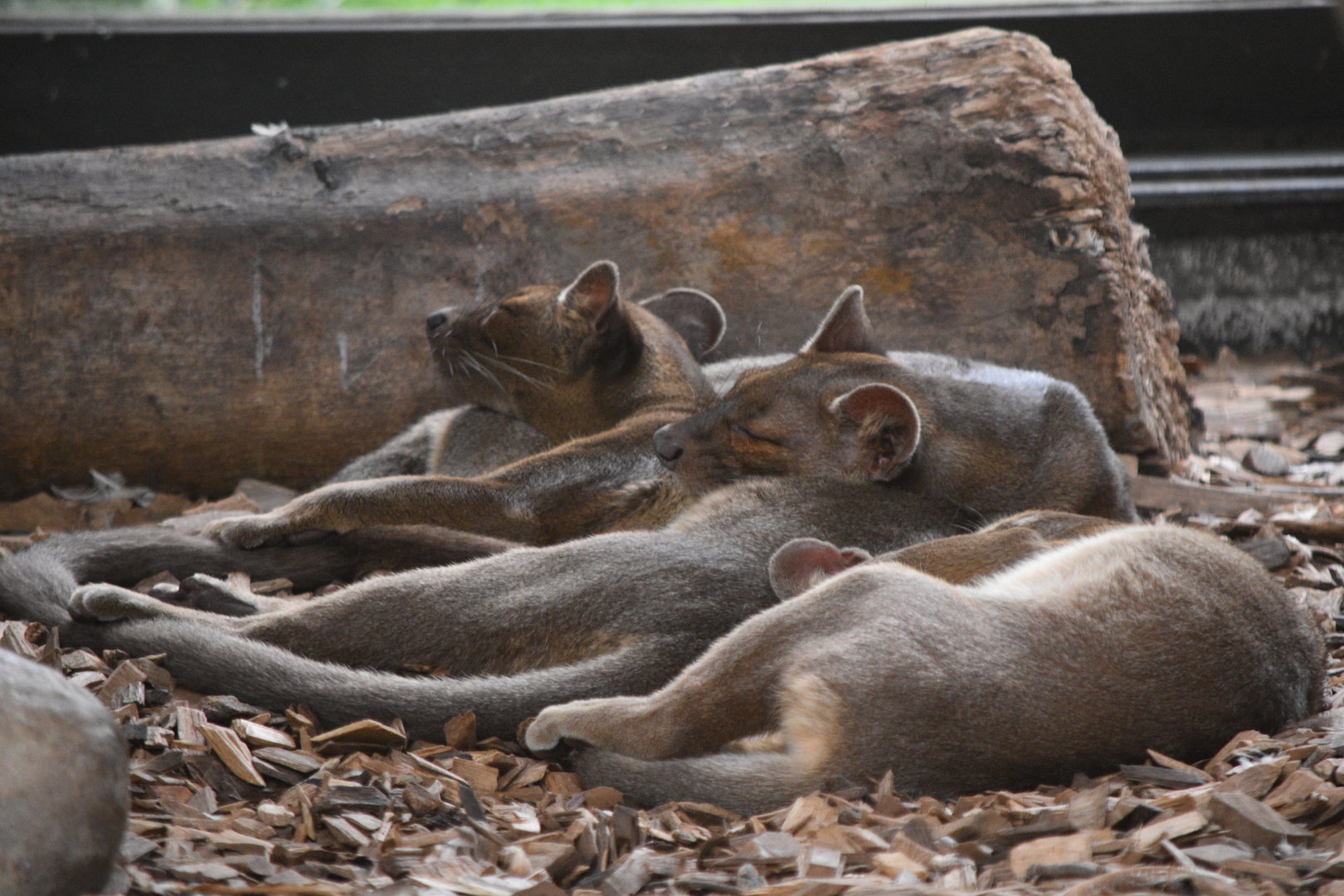 Fossa