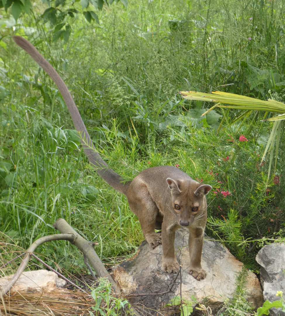 Fossa