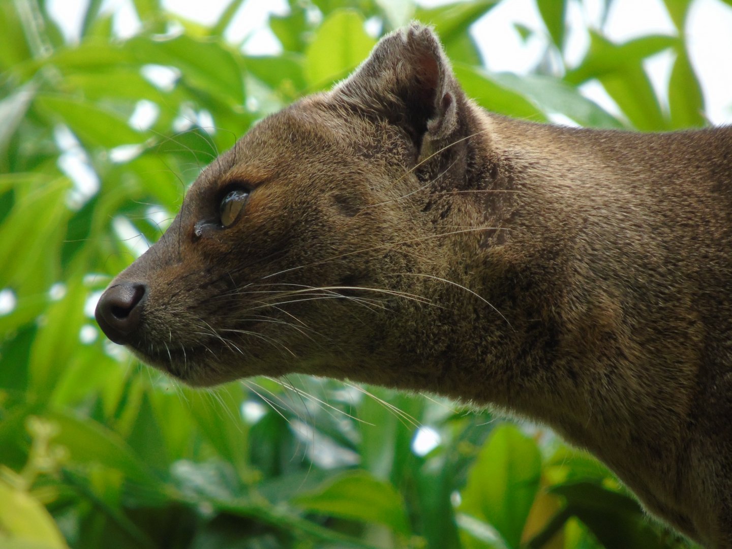 Fossa