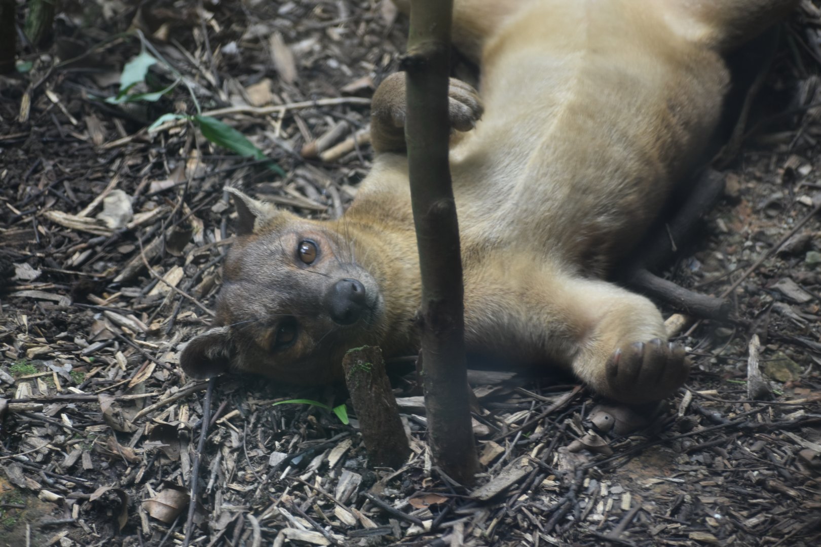 Fossa