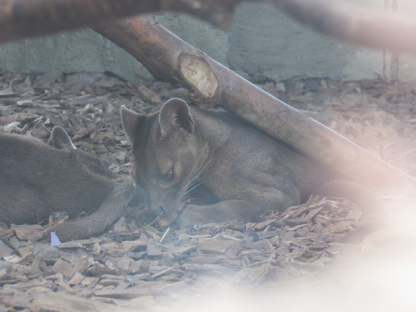 Fossa