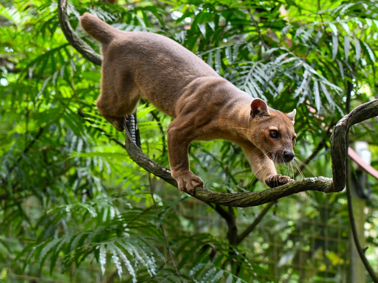 Fossa