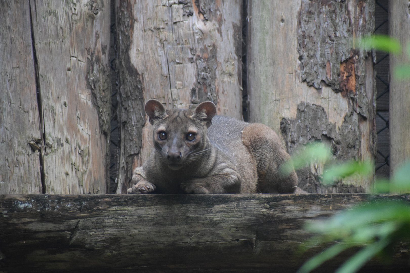 Fossa