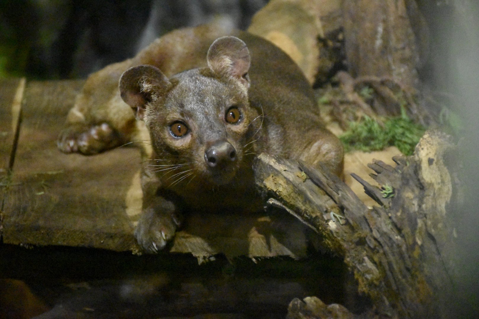 Fossa