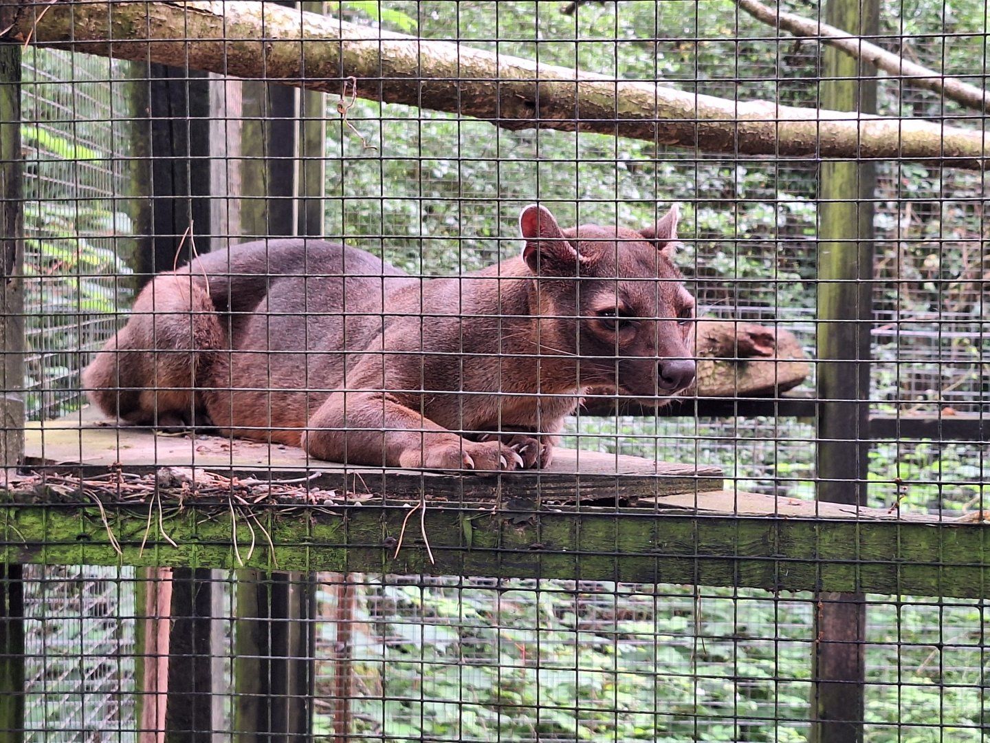 Fossa
