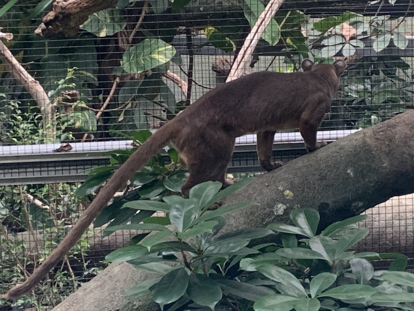 Fossa