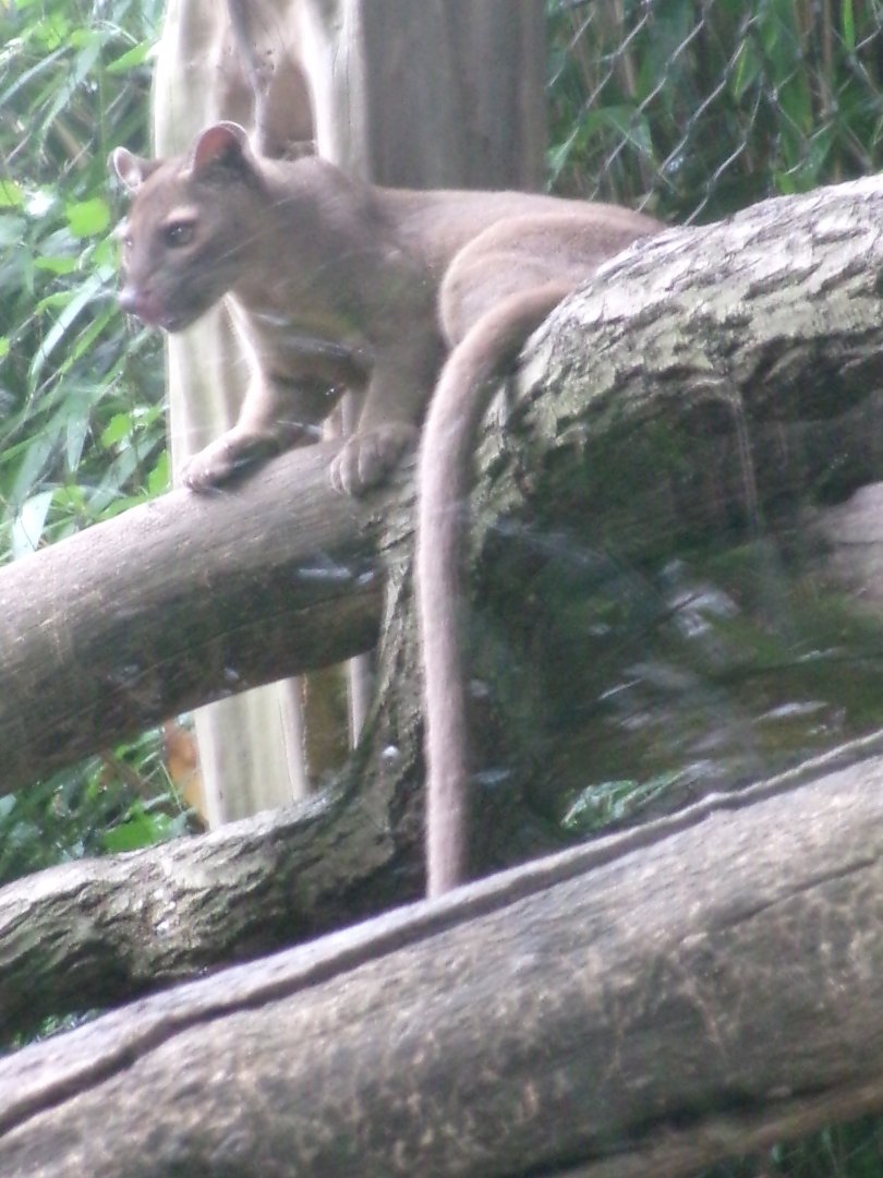 Fossa