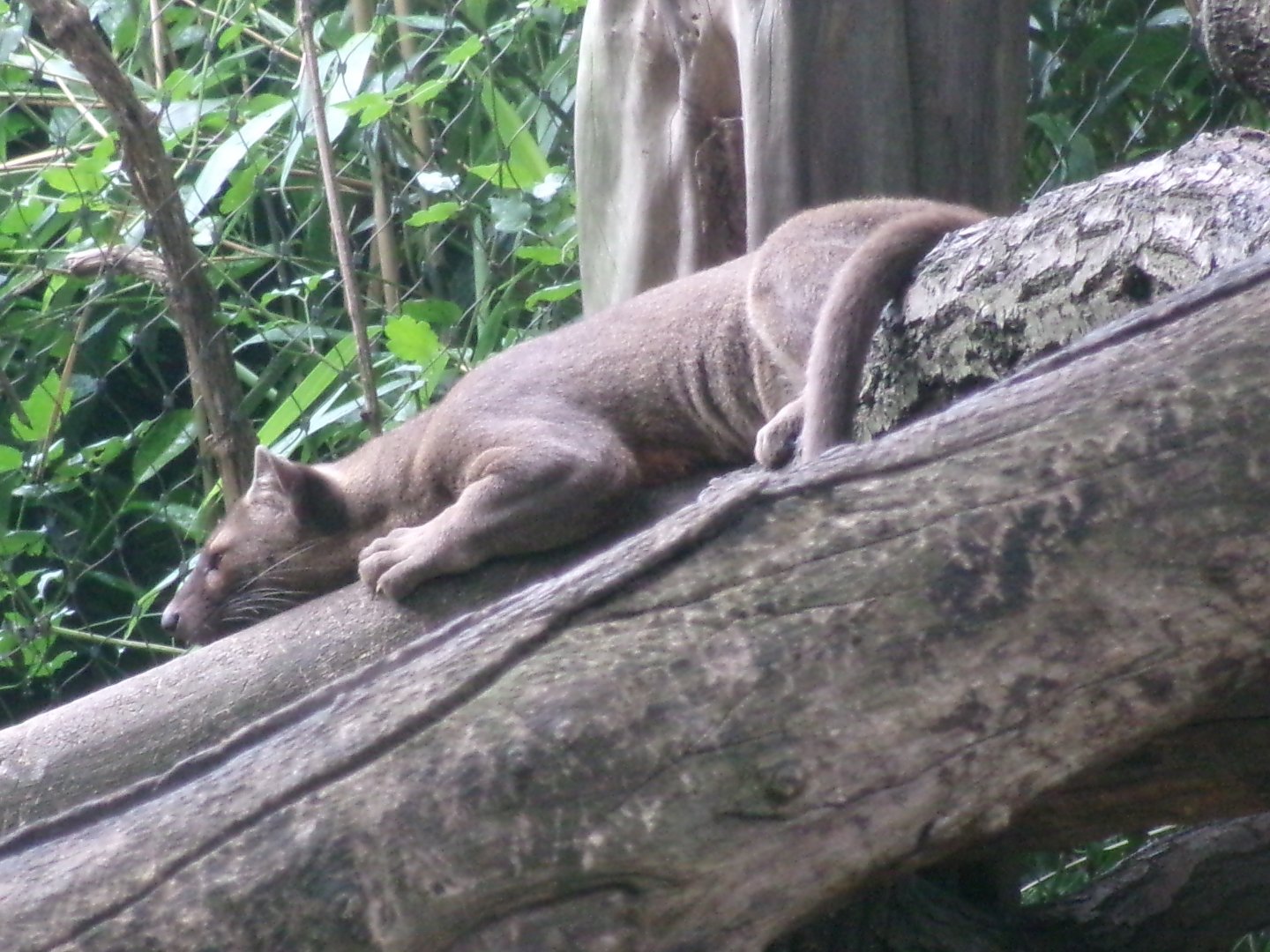 Fossa