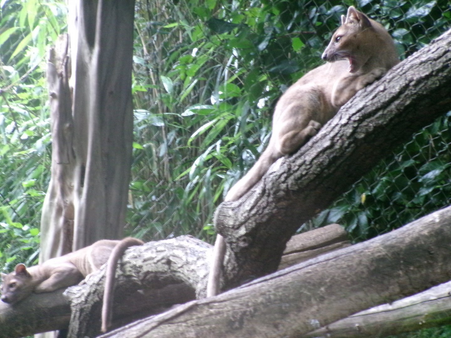 Fossa