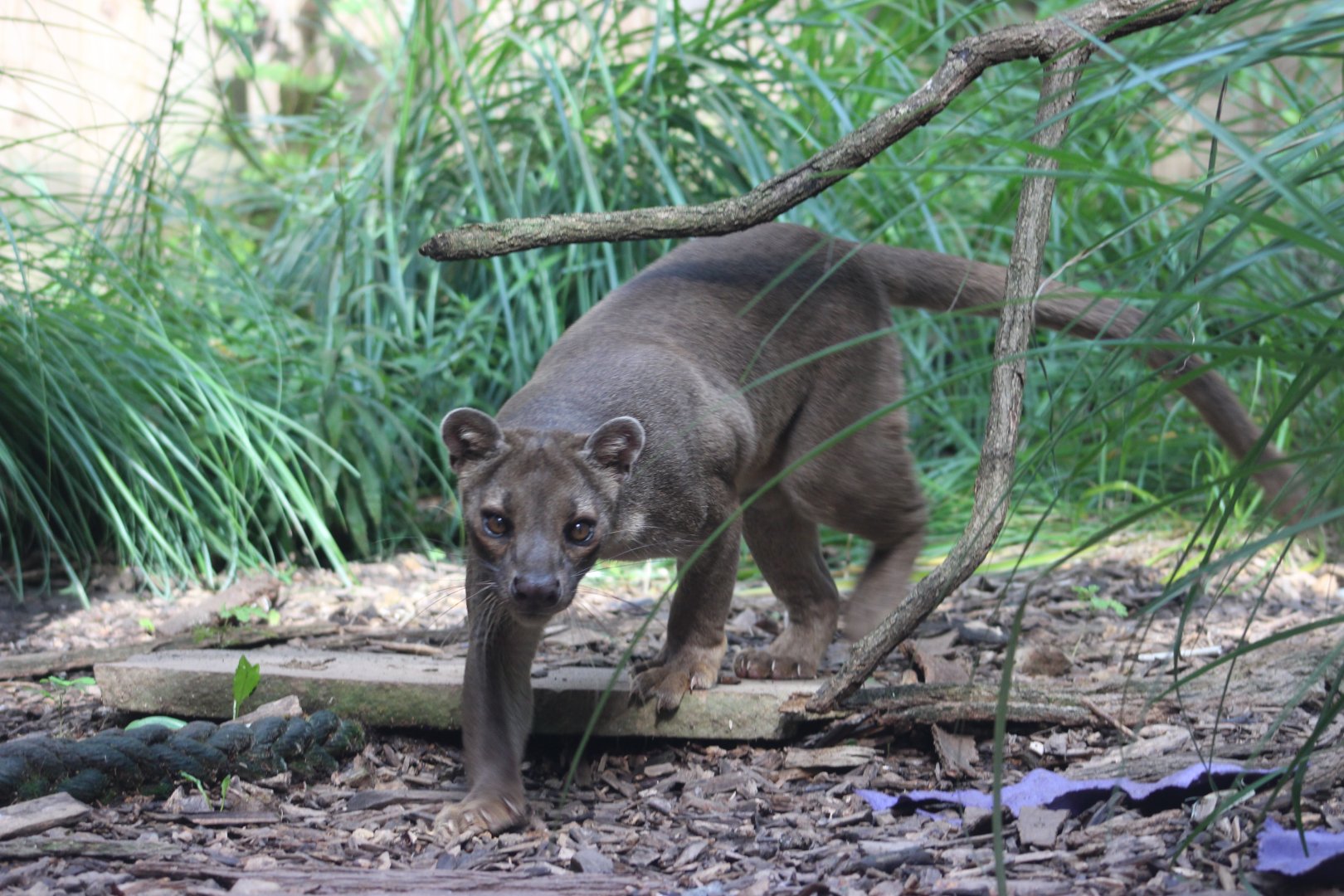 Fossa