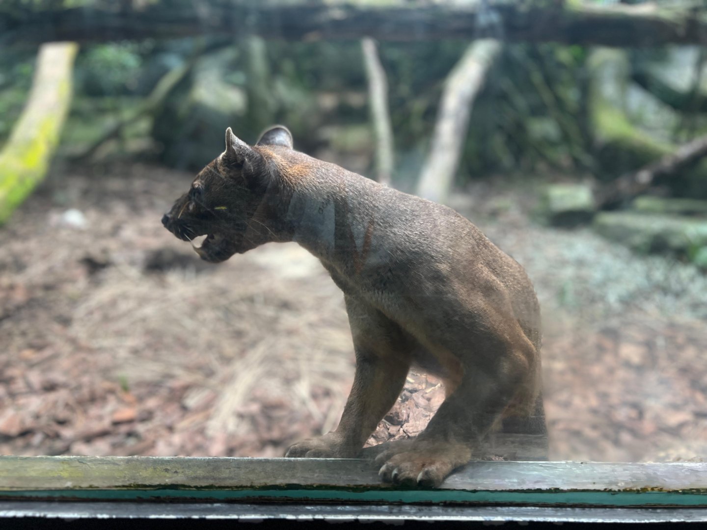 Fossa