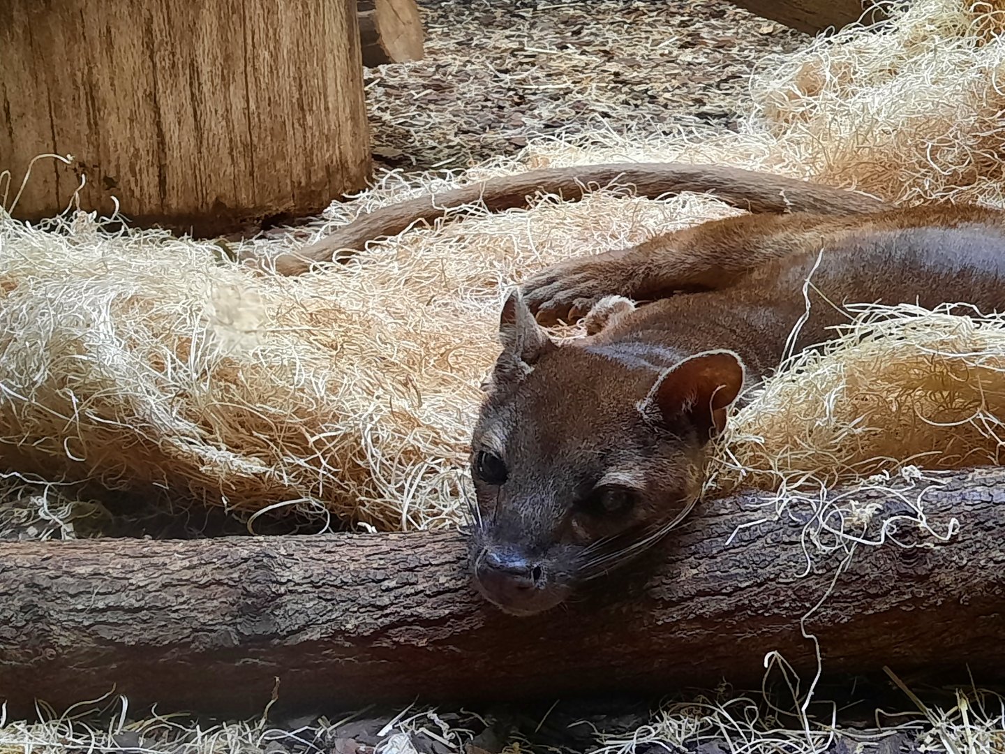 Fossa