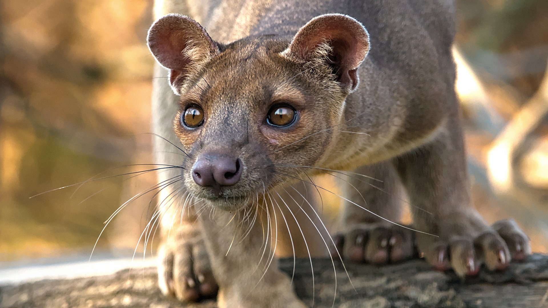 Fossa