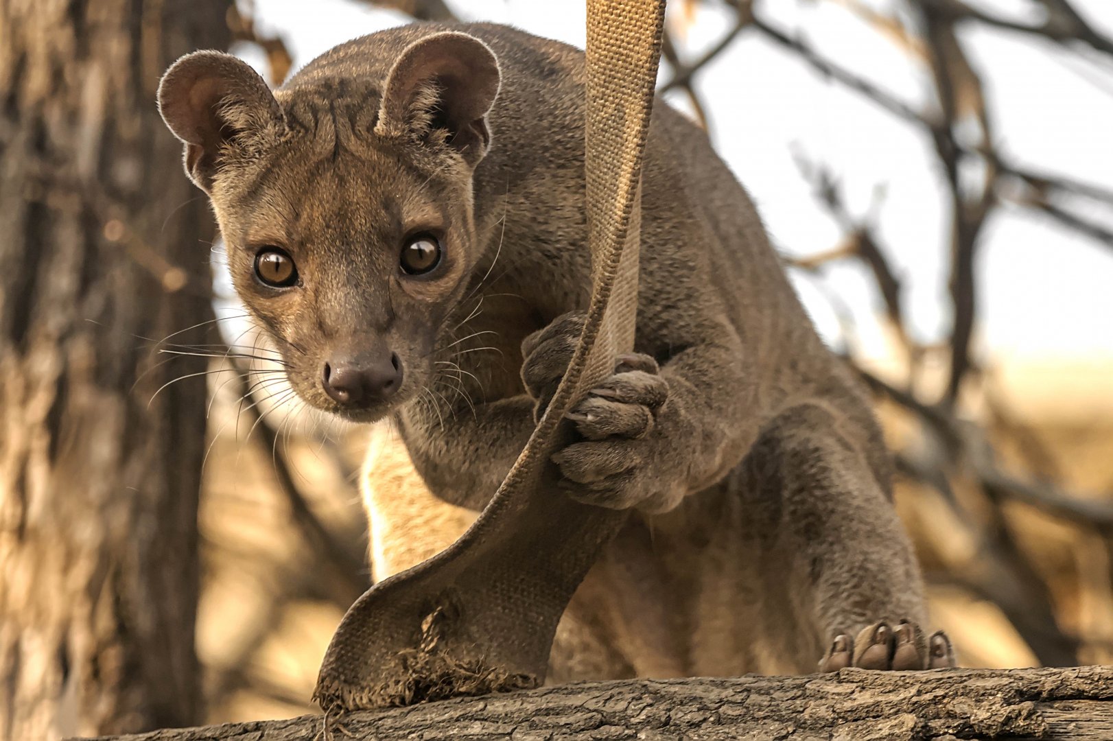 Fossa