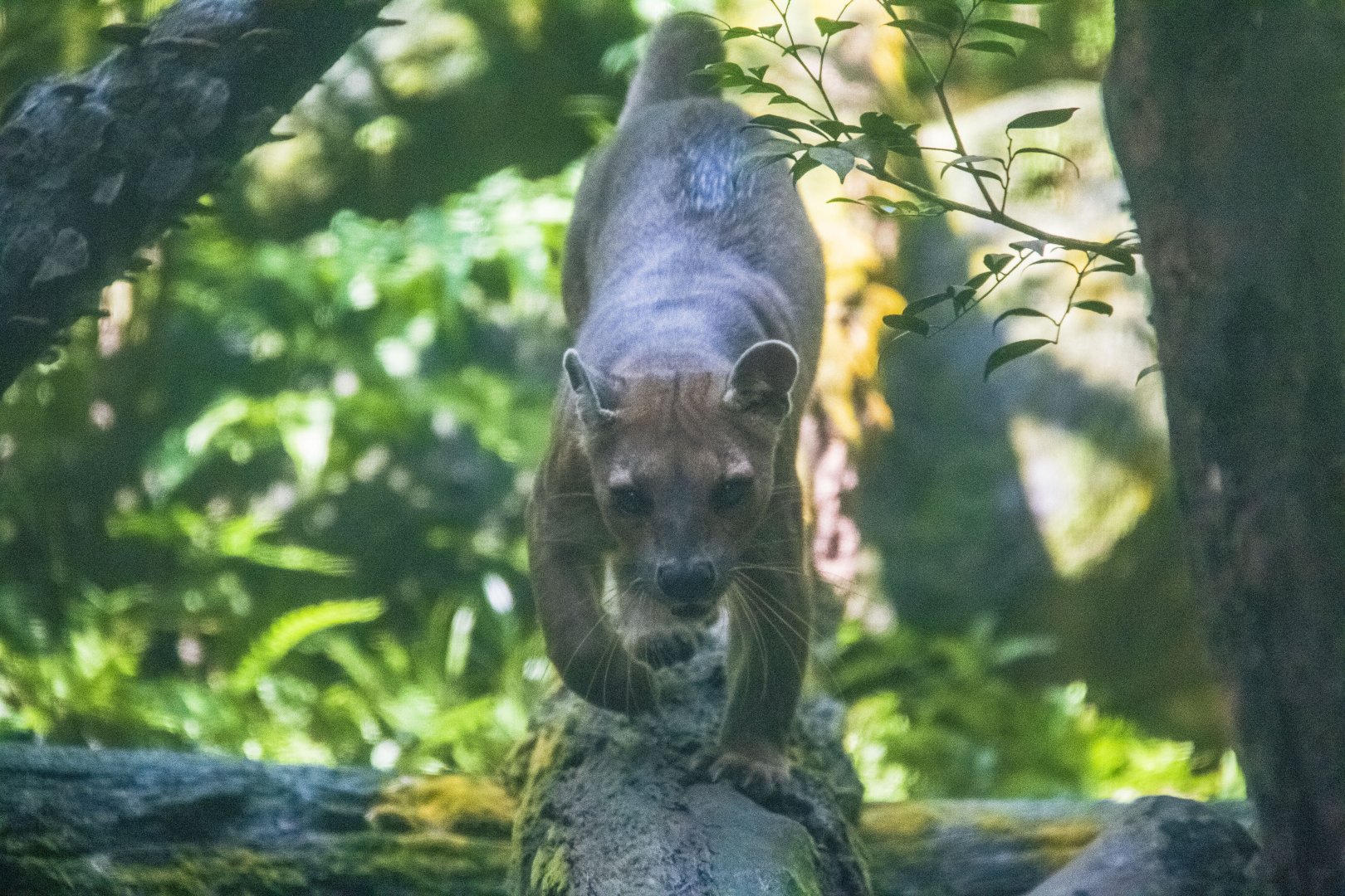 Fossa