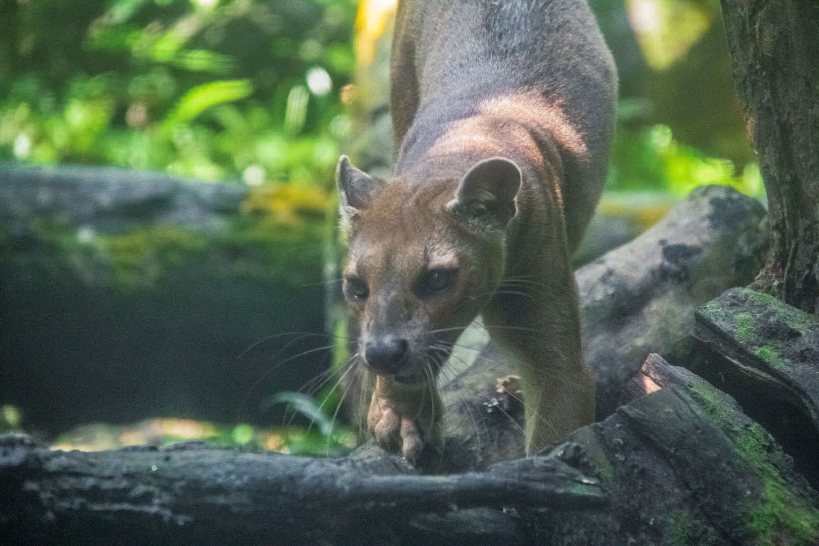 Fossa