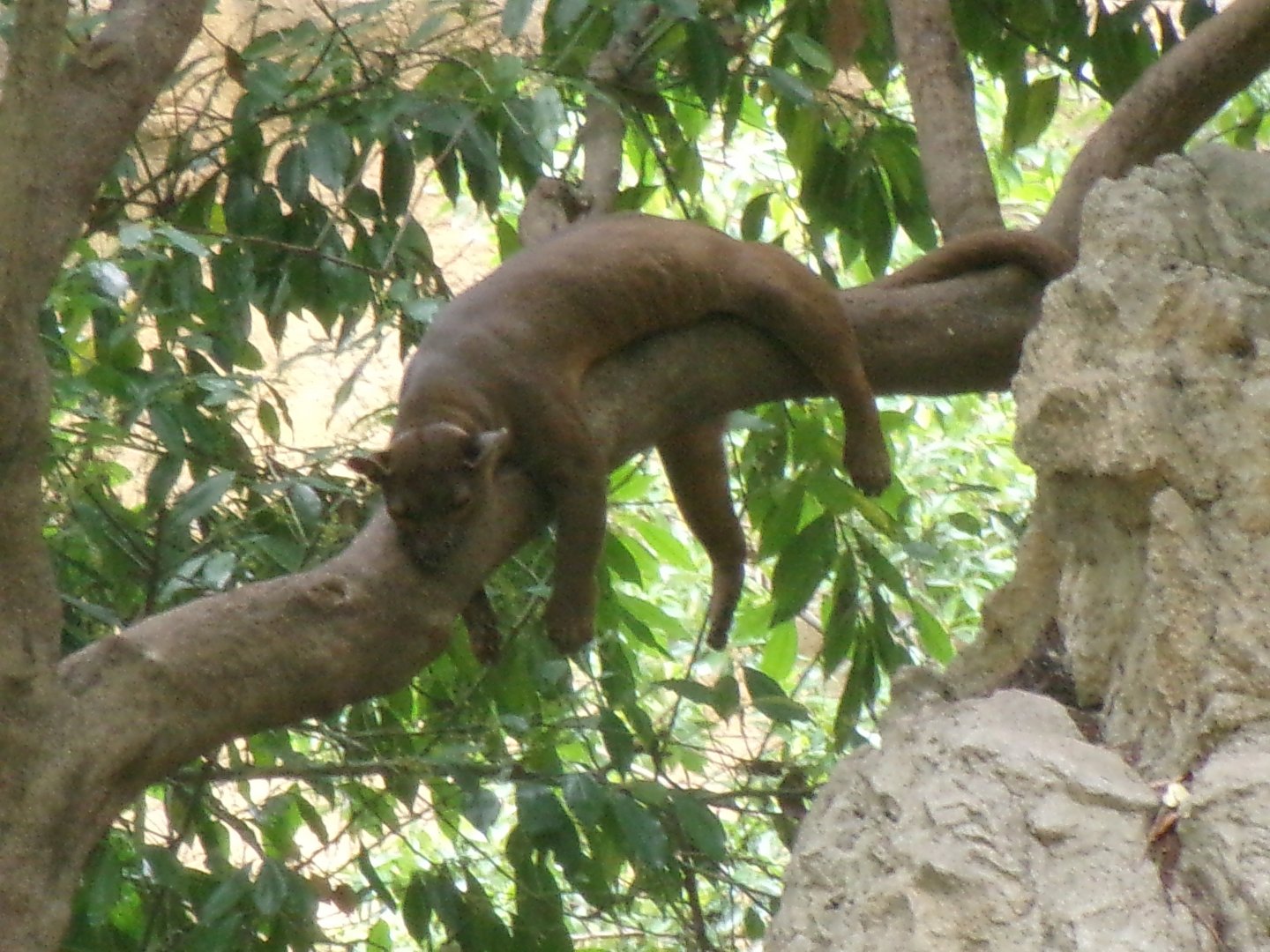 Fossa