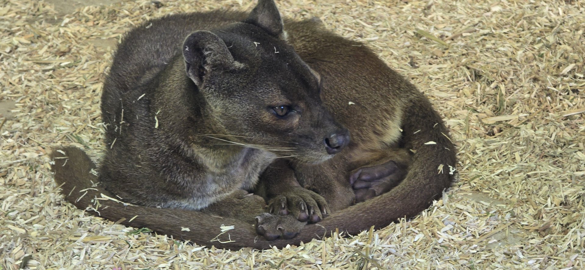 Fossa