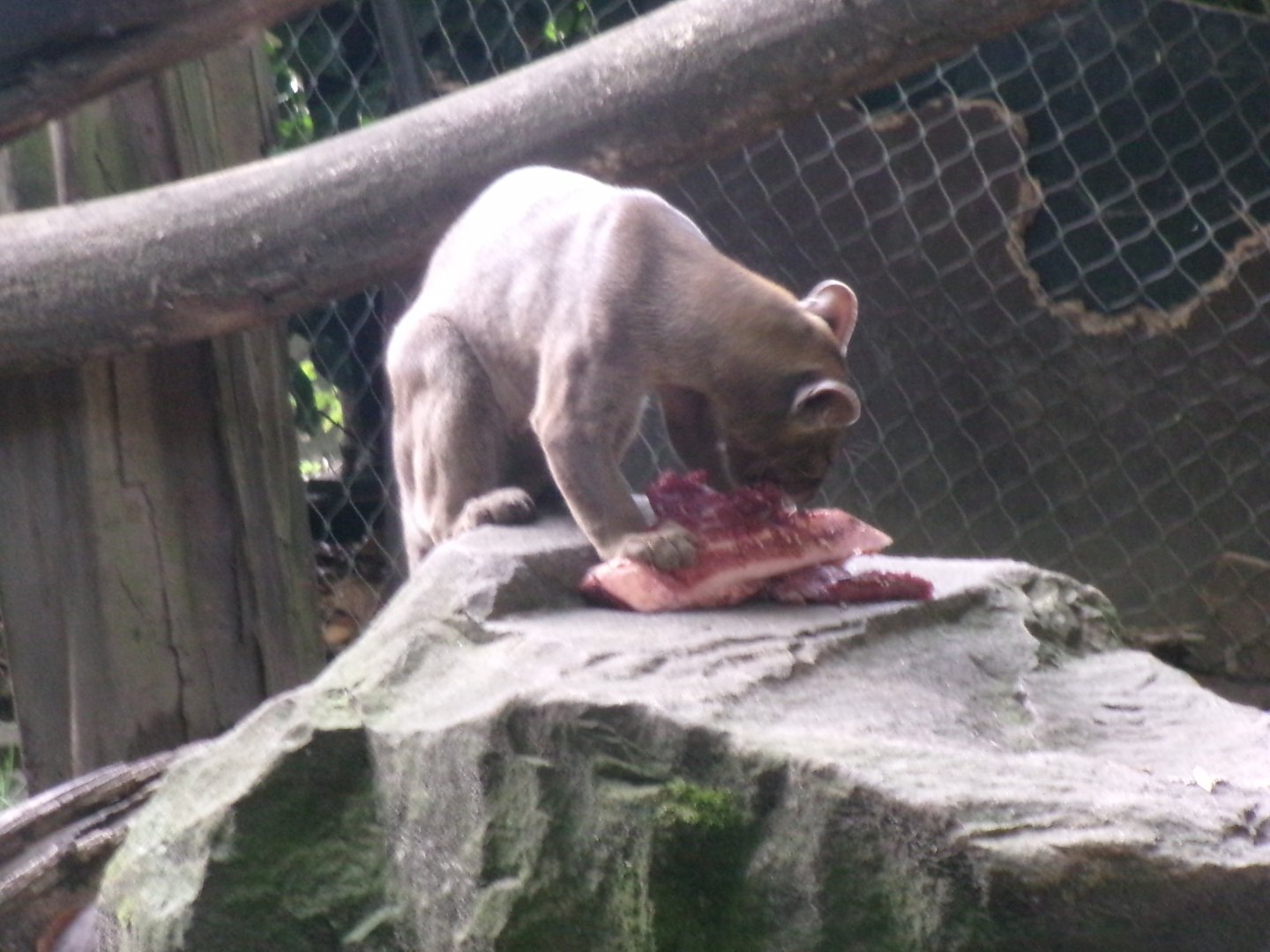 Fossa