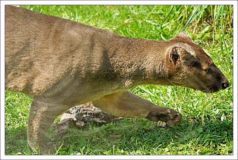 Fossa