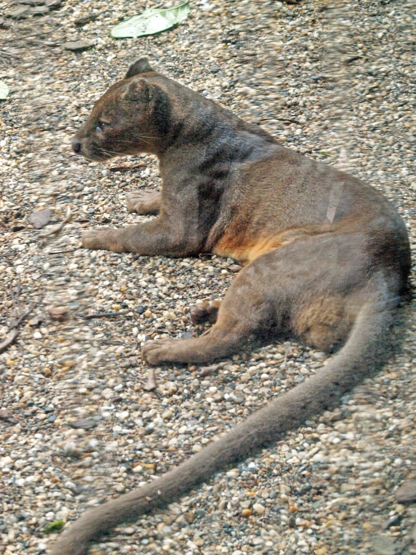 Fossa
