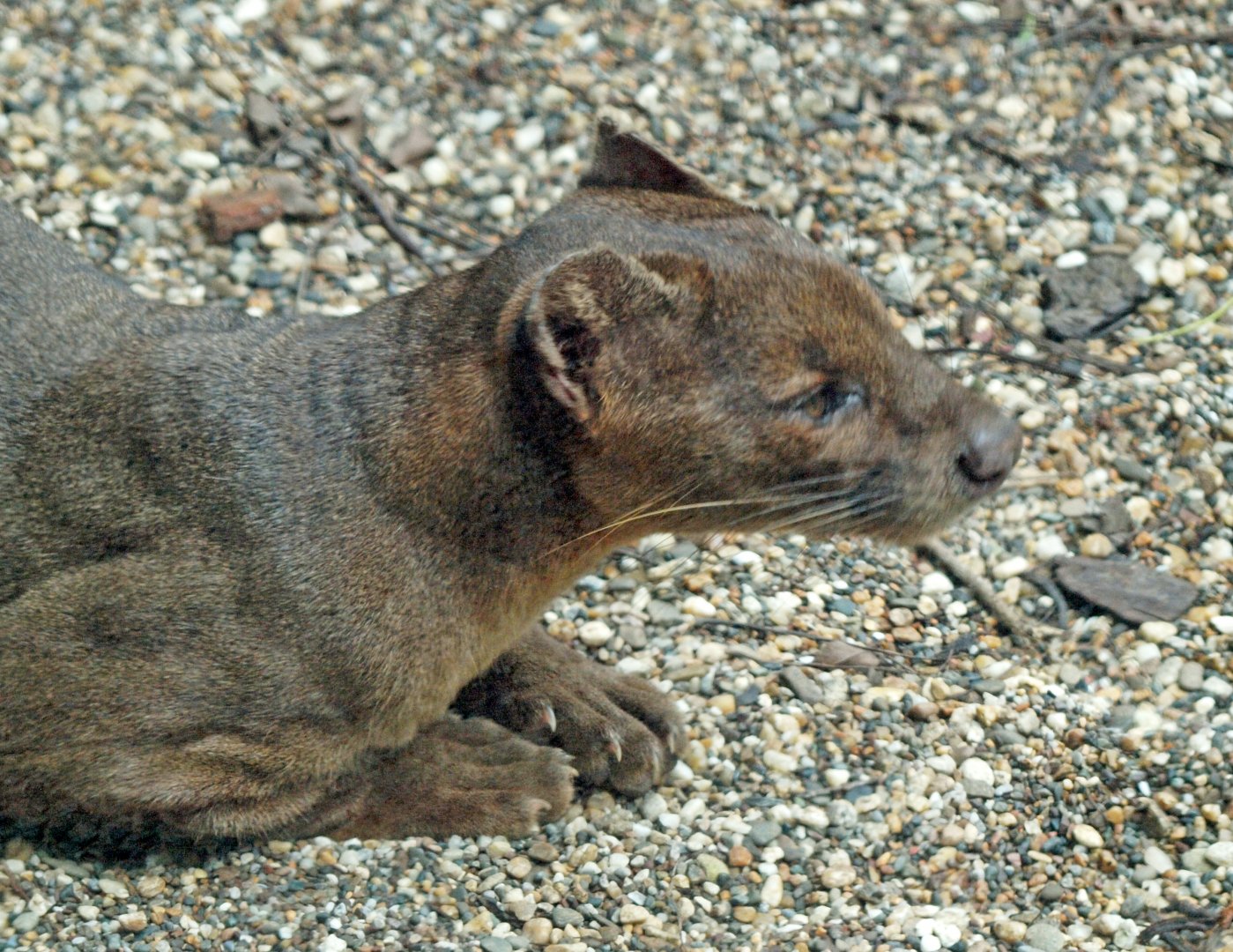 Fossa