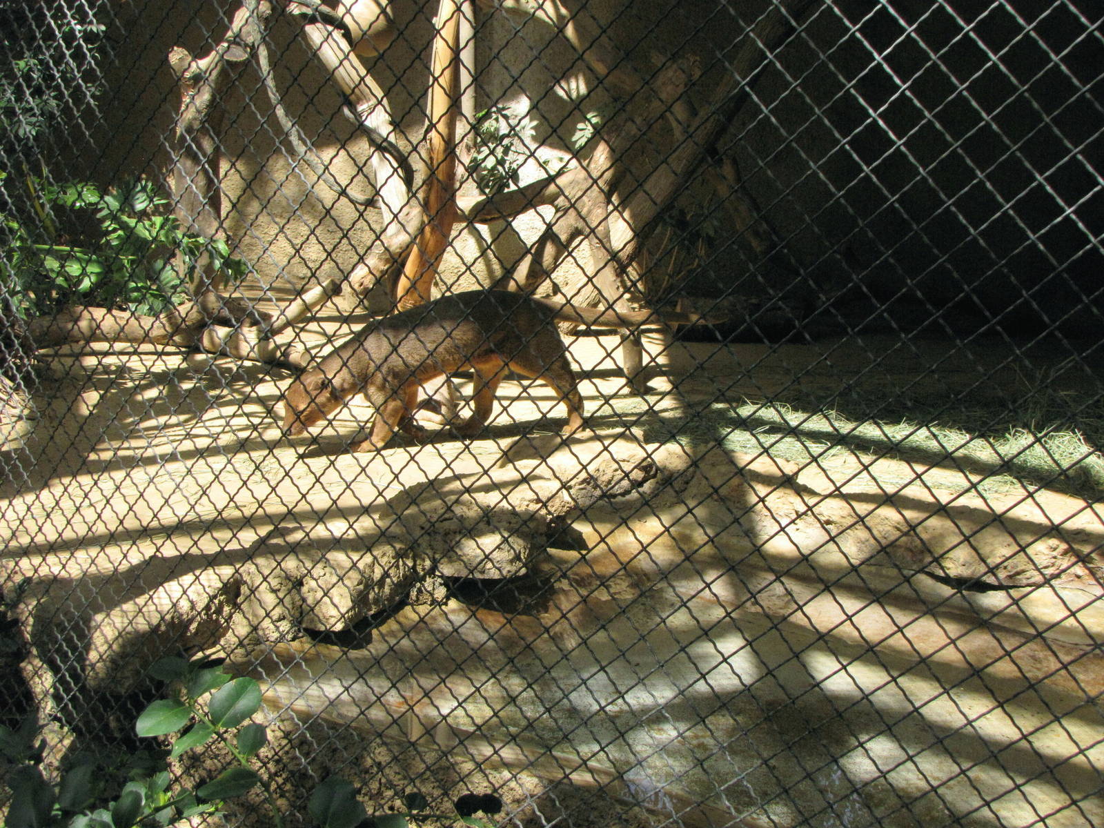 Fossa
