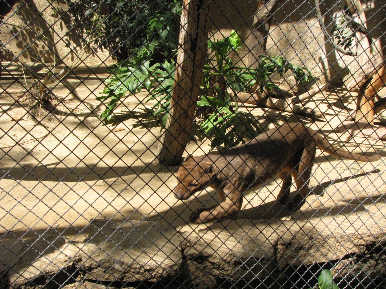 Fossa