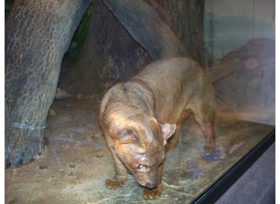 Fossa