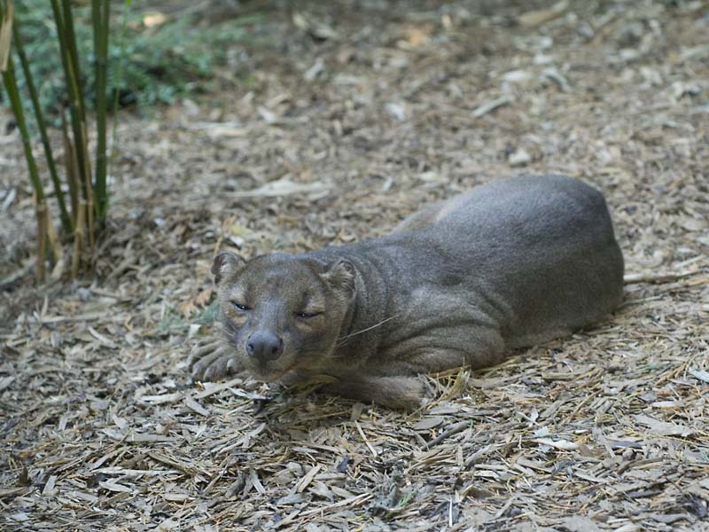 Fossa