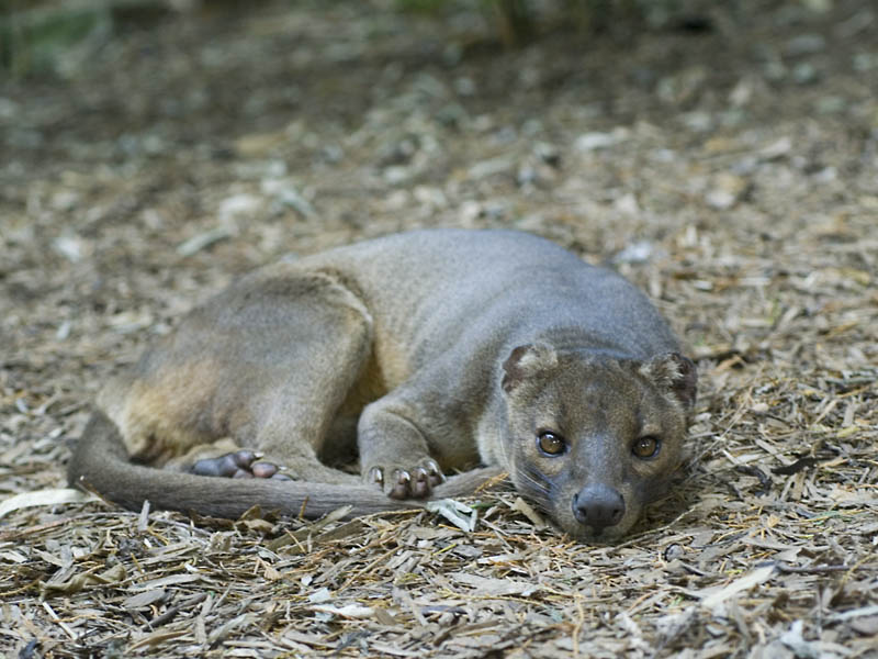 Fossa