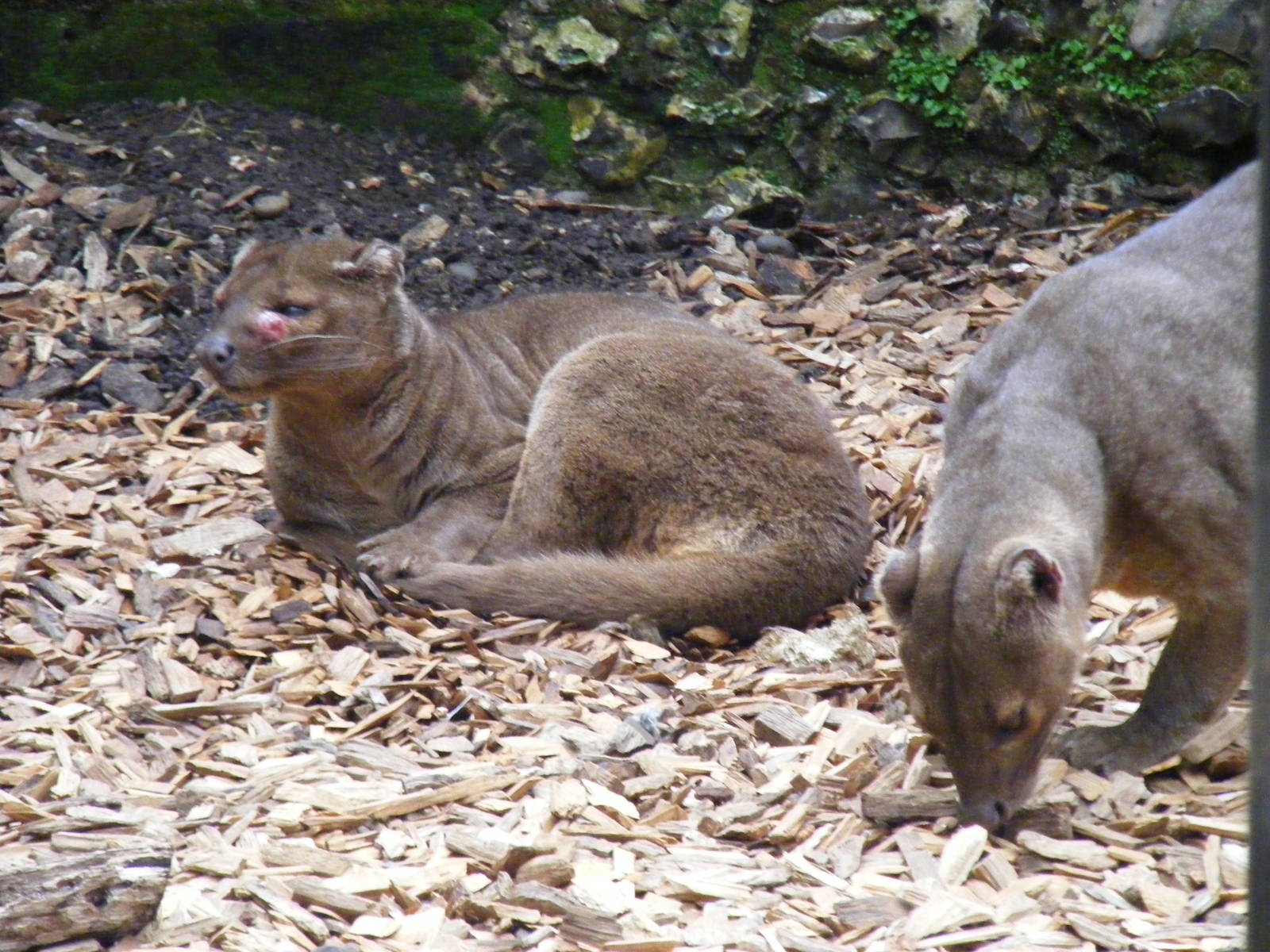 Fossas at Marwell Wildlife, 11 October 2009