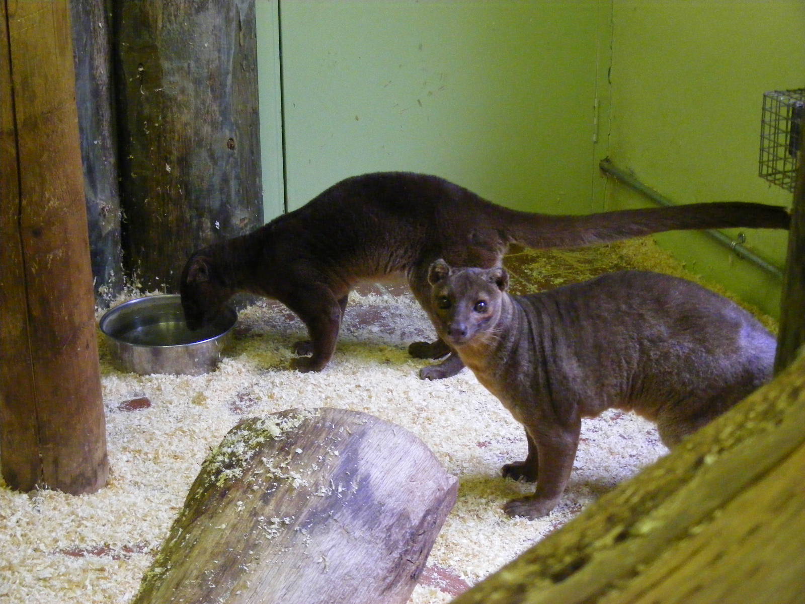 Fossas at Marwell Wildlife, 27 February 2011