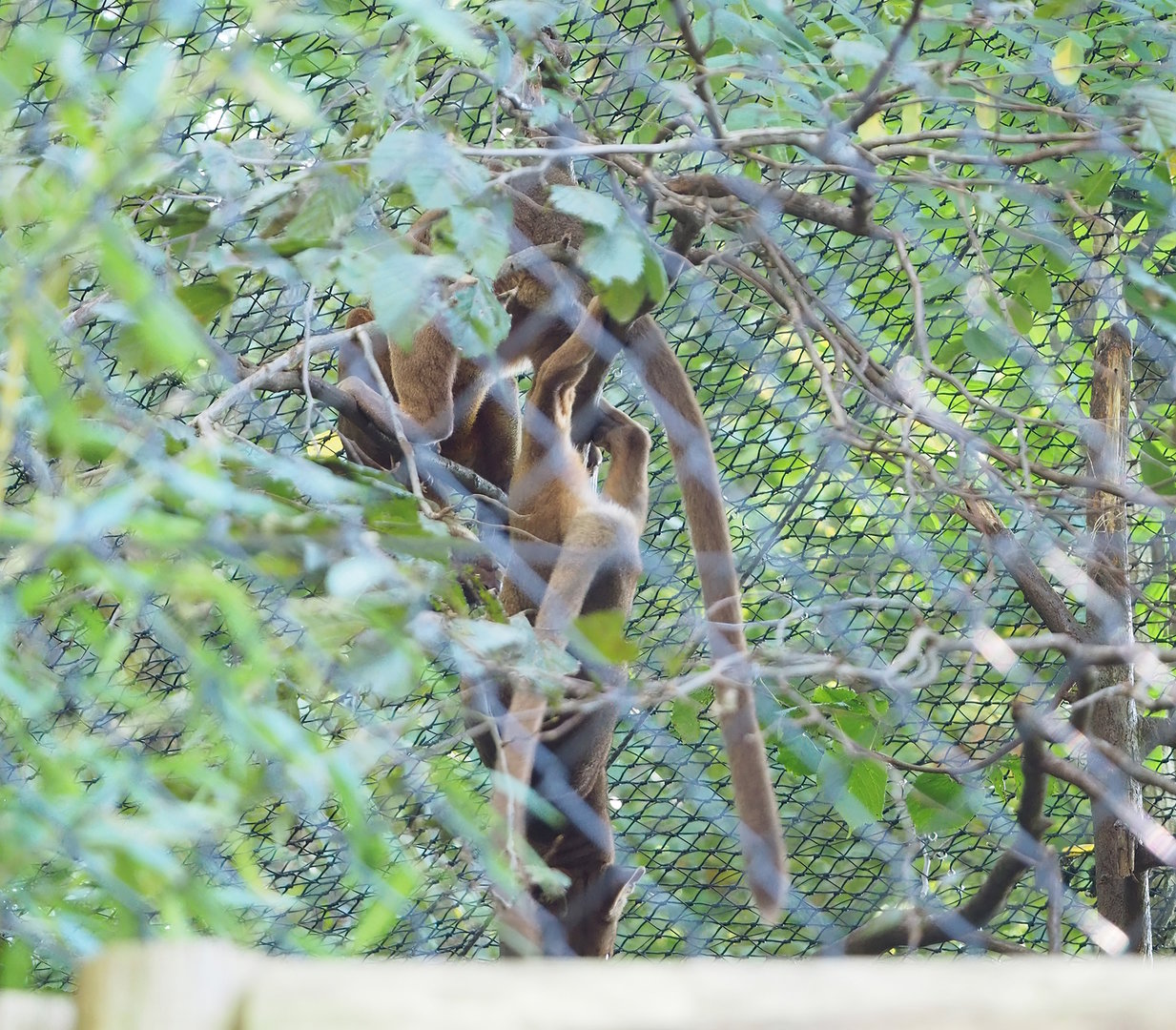 Fossas (Cryptoprocta ferox), 2022-10-09