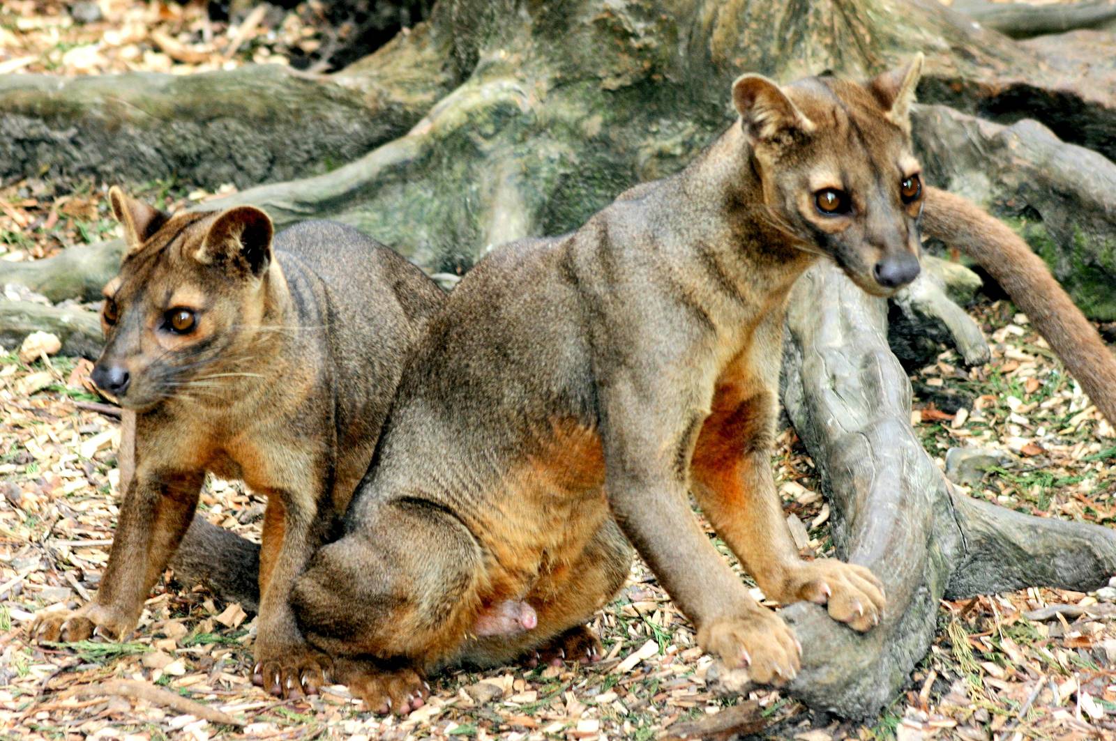 Fossas; RSCC; 5th April 2014