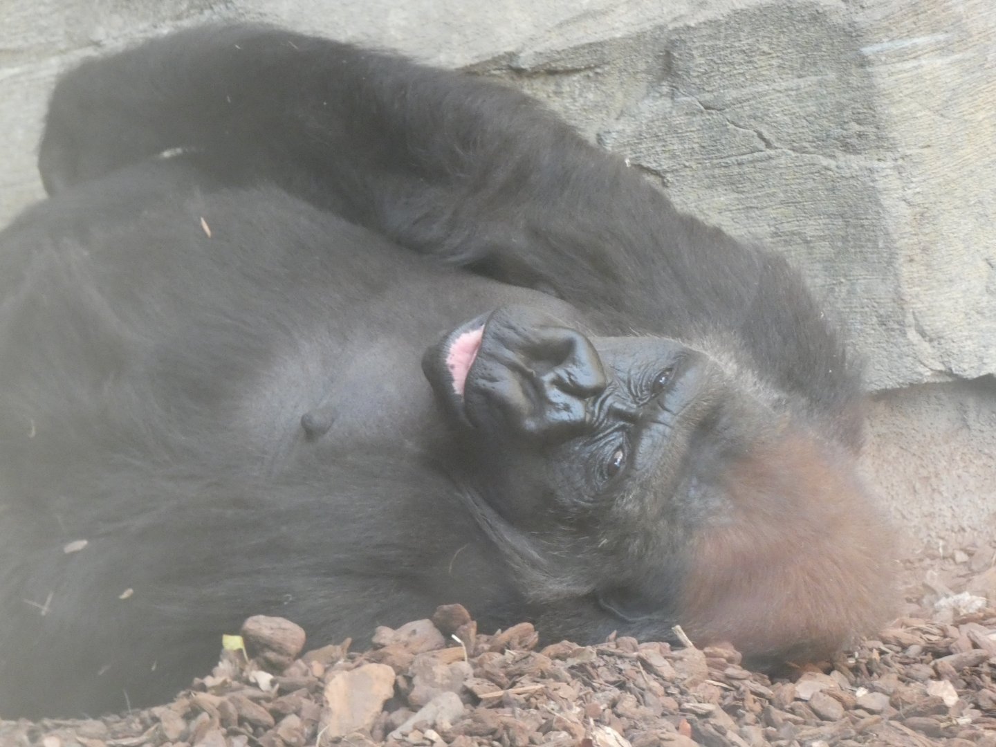 Fossey (Western Lowland Gorilla)