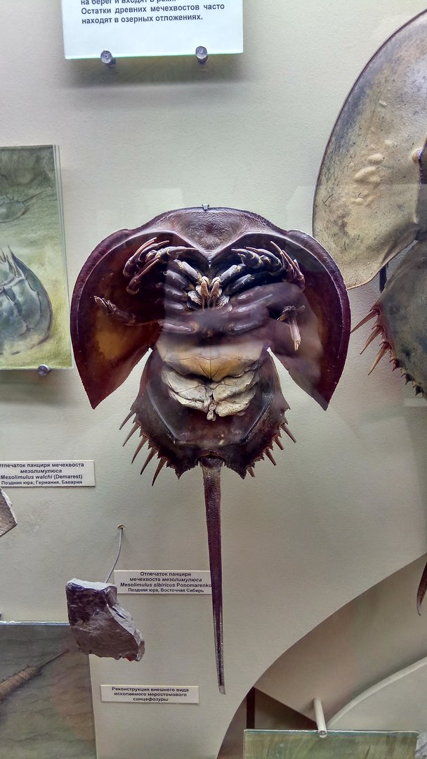 Fossil and modern horseshoe crabs