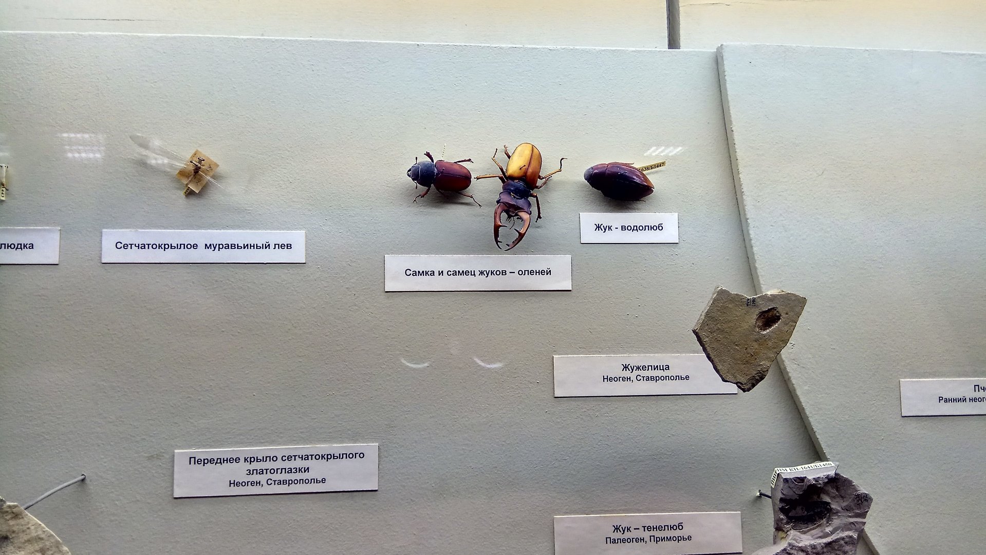 Fossil and modern insects