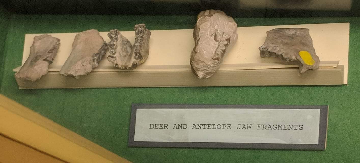 Fossil artiodactyl jaw fragments