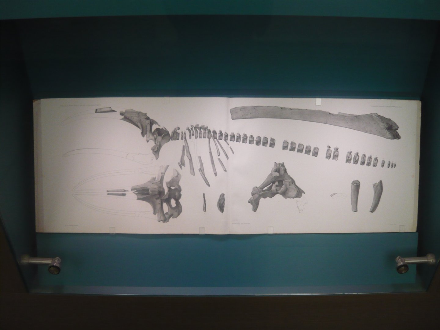 Fossil baleen whale skeleton illustration