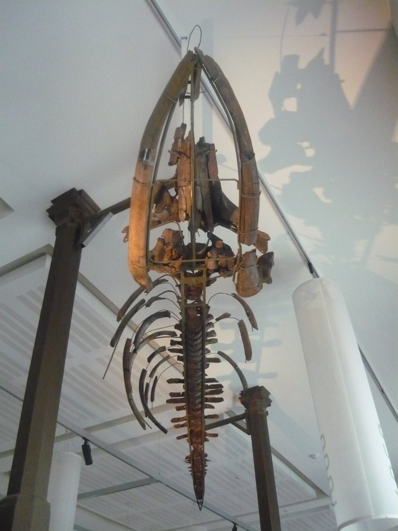 Fossil baleen whale skeleton