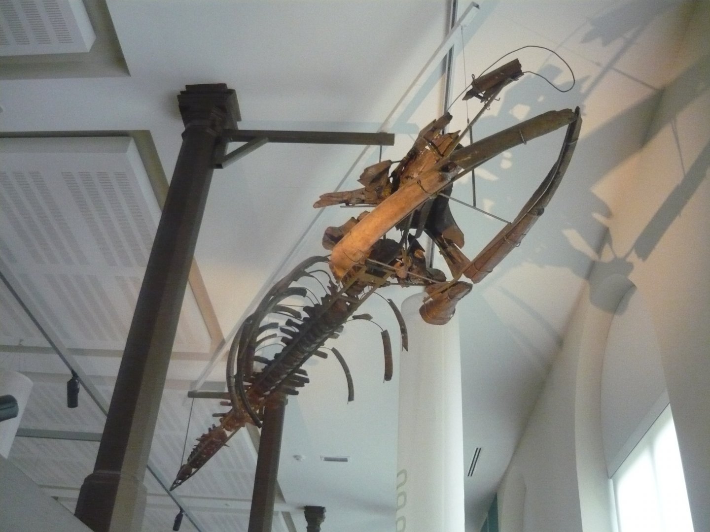 Fossil baleen whale skeleton